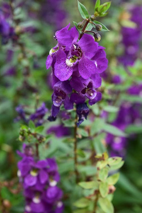 ����ɫ����