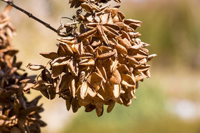 ��ή�Ļ���