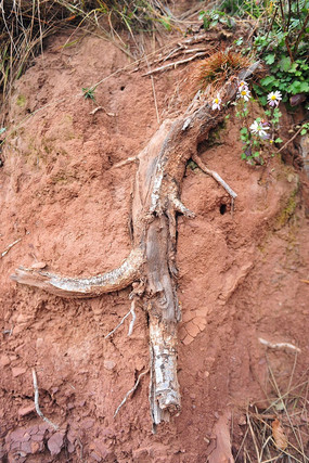 ��¶���������