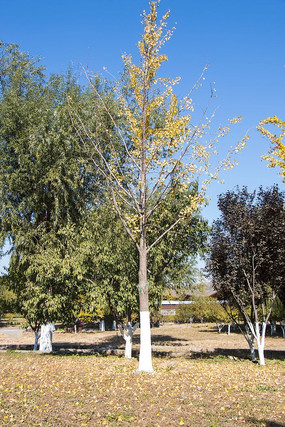 ��Ҷ��������