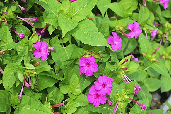 ��Ҷ��׺�컨