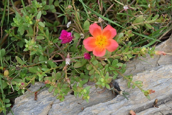 ʢ���ĺ�ɫ����