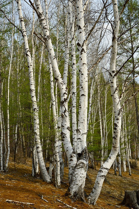 �����да�����