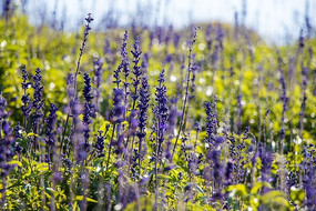 ��ɫ����