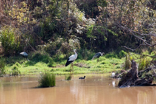 ����ʪ��