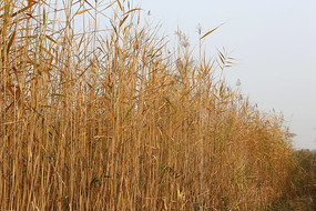 ��ɭ��԰��Ƭ��«έ��