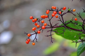 ��ɫ�ӹǲݹ�ʵ