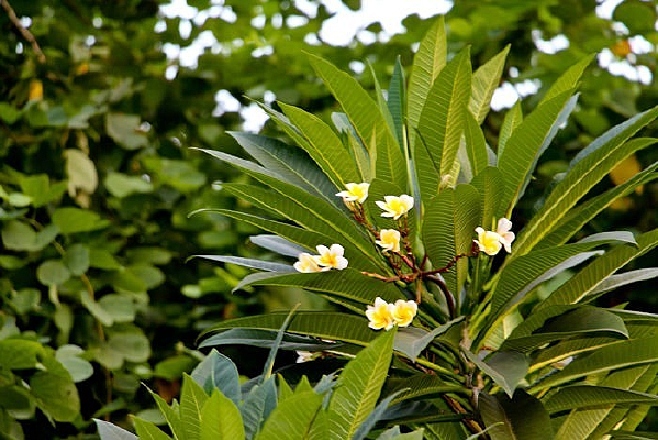 ��ɫ������