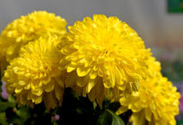 ���ɫ�ľջ�