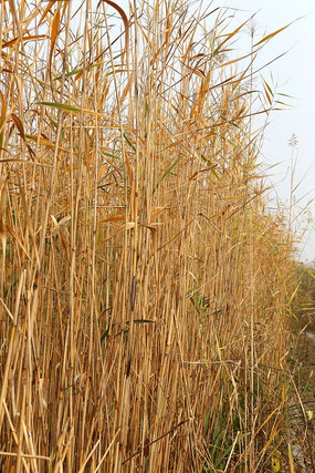 ����«έ��