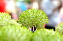 �ջ�����һ֦��ɫ�ջ�