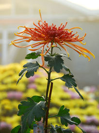 �ջ�������Ůɢ��