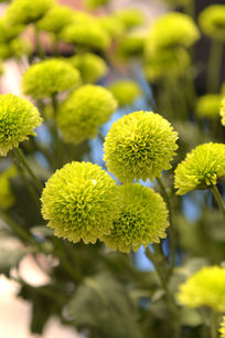 ������ջ�