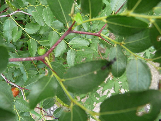 ��Ҷ�ϵ�����