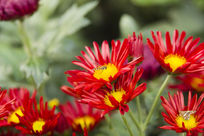 �����ľջ�