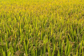 ���ս�ɫ�ĵ���