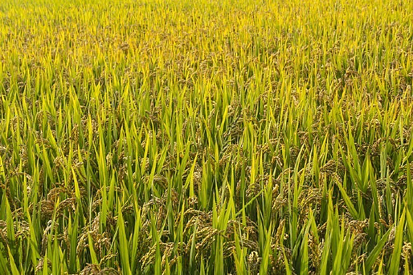 ��ɫ���´�