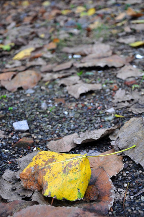 �������Ҷ