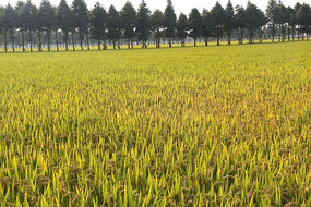 �����Ķˮ����