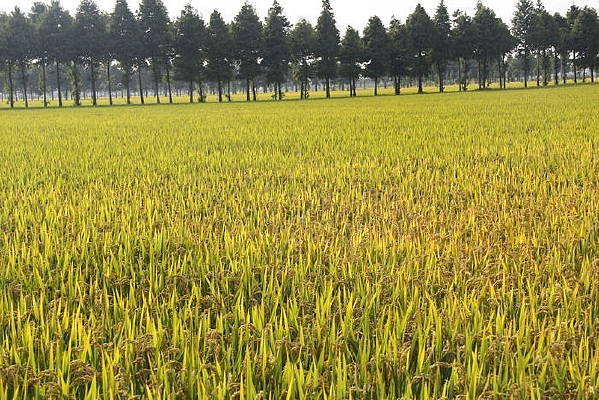 �����Ķˮ����