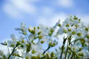 ��ɫ�Ļ���