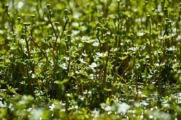 �ӱ���ɫֲ��