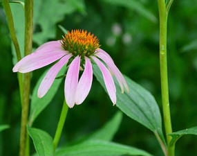 ��ɫ�ɹ���