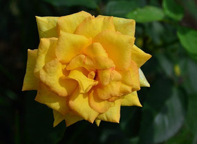 ��ɫ�¼���