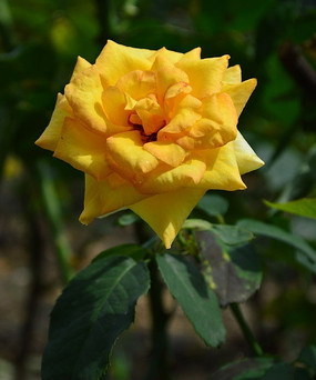 ��ɫ�¼���