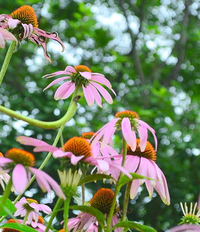 �������ɹ��ջ���