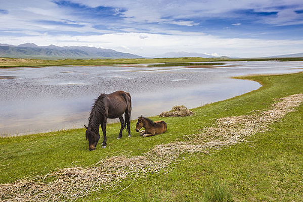 �ຣ������