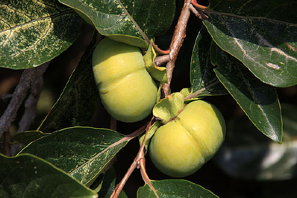 �����ز�