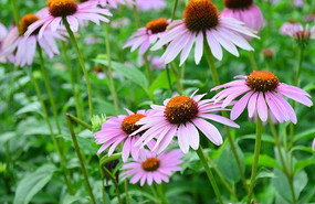 �ɹ��ջ���