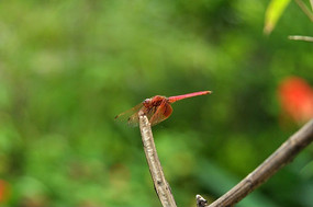 Ѱ�����������