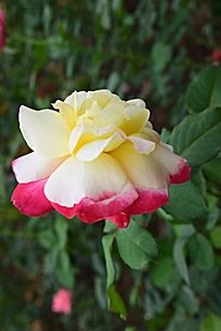 һ��ʢ�����¼���