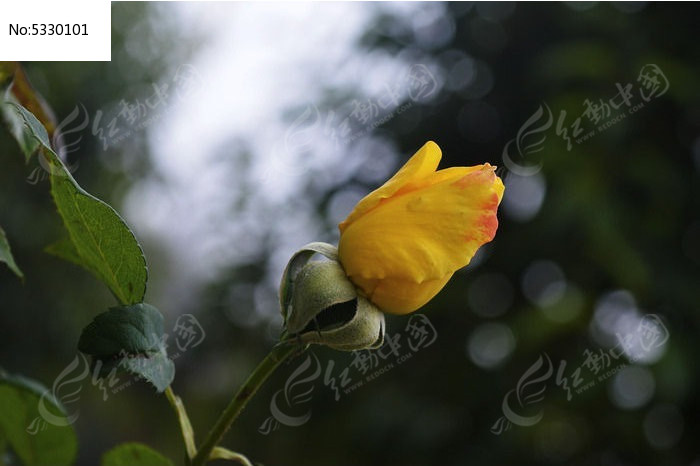 �¼���Ƕ�ͼƬ