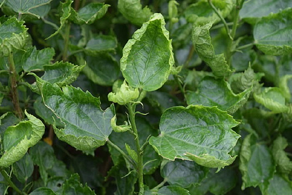 ��Ҷ��ɫҶ����