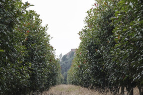 ԰������