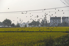 ���������ȸ