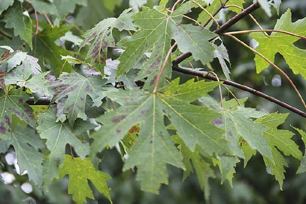 ��ɫ��Ҷ��Ҷ