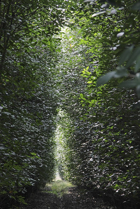 ��ľһ����