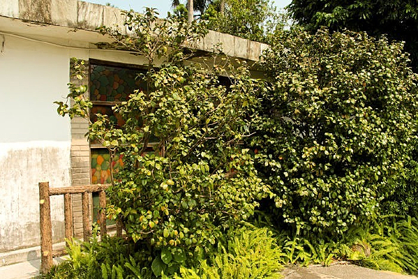 ������ɽ�軨