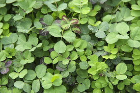 ¶����Ҷ��