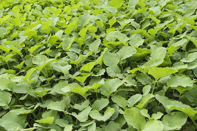 ���̵����