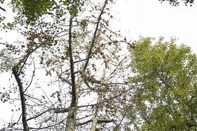 �������ӹ�