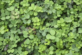 ũ����Ҷ��