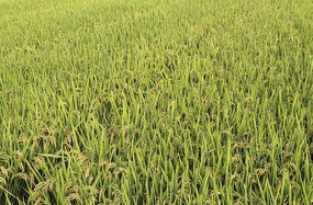 ���յĵ���