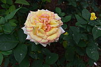 ��ɫ����Ļ���