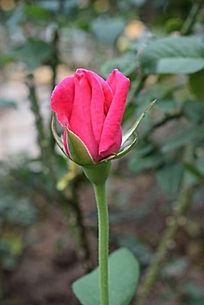 һ��뿪��õ��ɫ����