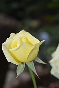 һ���ɫõ�廨